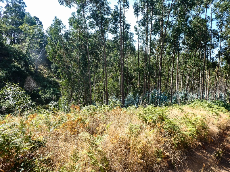 01.08.2021 Levada da Rouca und Aufstieg nach Chao dos Terreiros, zurück über die Boca da Corrida — Aufstieg zur Casa do Pestana — Foto 17