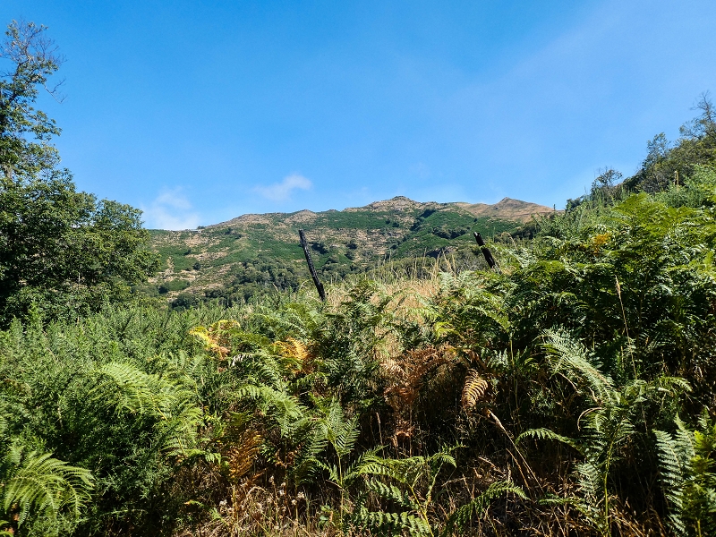 01.08.2021 Levada da Rouca und Aufstieg nach Chao dos Terreiros, zurück über die Boca da Corrida — Aufstieg zur Casa do Pestana — Foto 18