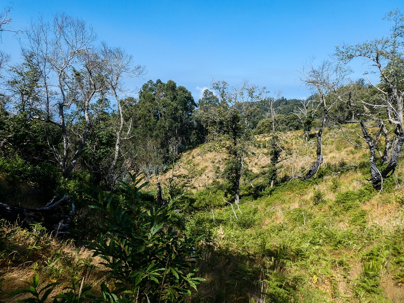 01.08.2021 Levada da Rouca und Aufstieg nach Chao dos Terreiros, zurück über die Boca da Corrida — Aufstieg zur Casa do Pestana — Foto 19