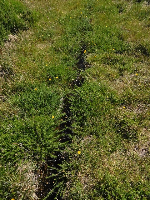 2 July 2016 Paul da Serra — Through the gorse to Nossa Senhora da Serra — photo 2