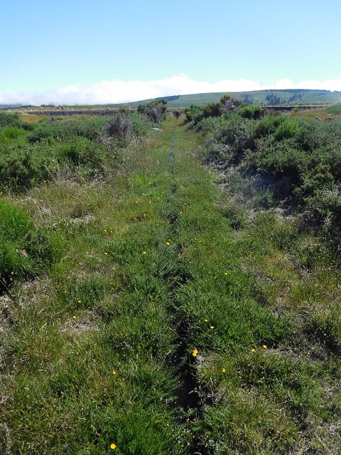 2 July 2016 Paul da Serra — Through the gorse to Nossa Senhora da Serra — photo 3