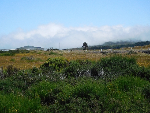 2 July 2016 Paul da Serra — Through the gorse to Nossa Senhora da Serra — photo 4