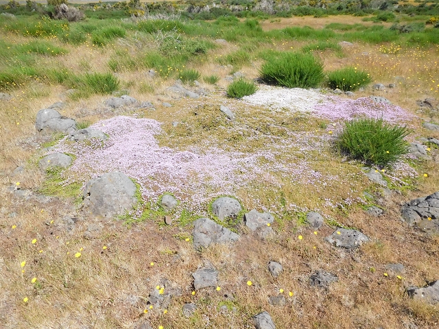 2 July 2016 Paul da Serra — Through the gorse to Nossa Senhora da Serra — photo 8