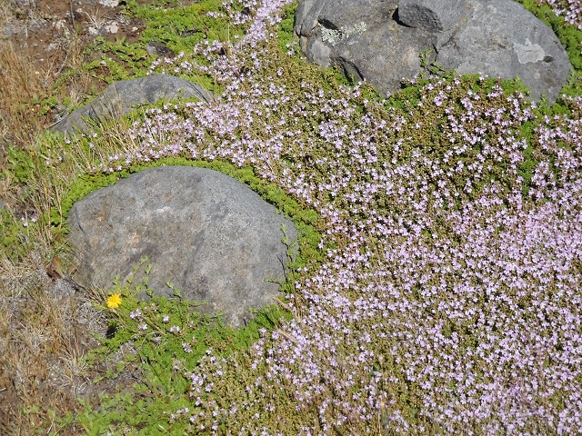 2 July 2016 Paul da Serra — Through the gorse to Nossa Senhora da Serra — photo 10