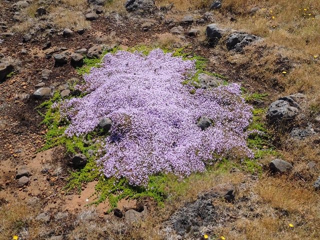 2 July 2016 Paul da Serra — Through the gorse to Nossa Senhora da Serra — photo 11