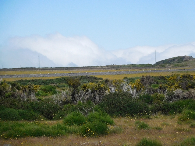 2 July 2016 Paul da Serra — Through the gorse to Nossa Senhora da Serra — photo 12