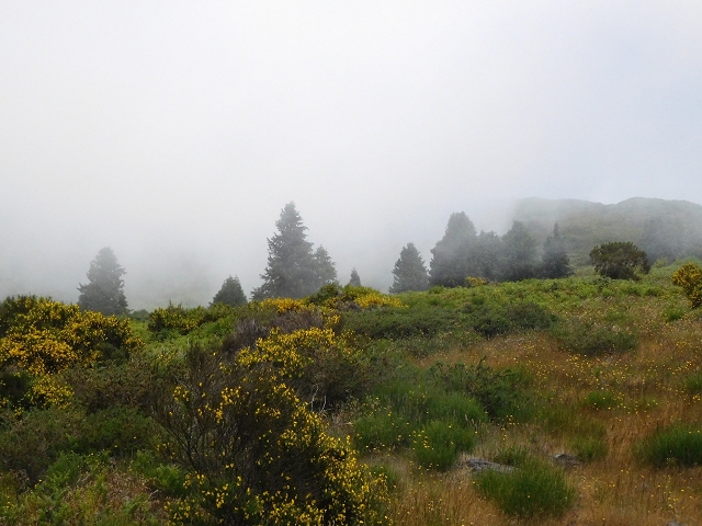 2 July 2016 Paul da Serra — To the dam on the Ribeira do Bezerro — photo 7