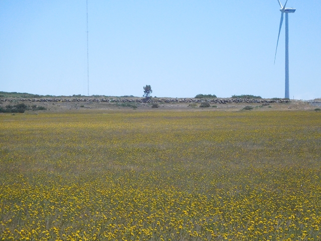 2 July 2016 Paul da Serra — Back along the road to the start — photo 10
