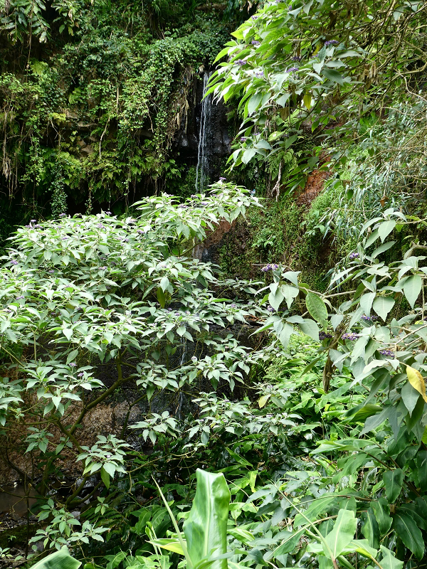 Levada do Cantinho — Passage des östlichen Seitenarmes des Corrego da Soca — Foto 1