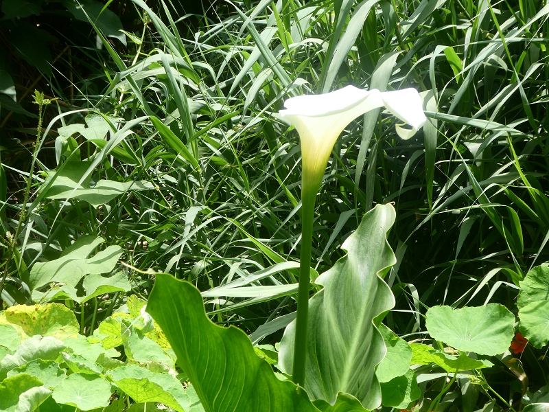 02.07.2018 Rocha do Navio und Levada do Cantinho, Miradouro de Santo Antonio — Levada do Cantinho: Der dritte Bacheinschnitt — Foto 3