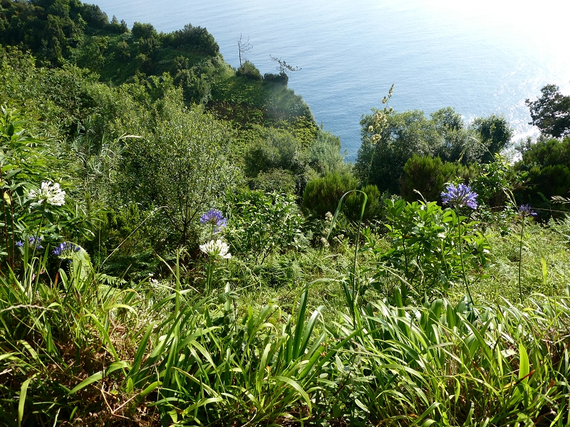 Levada do Cantinho — Lombo das Covas — Foto 2