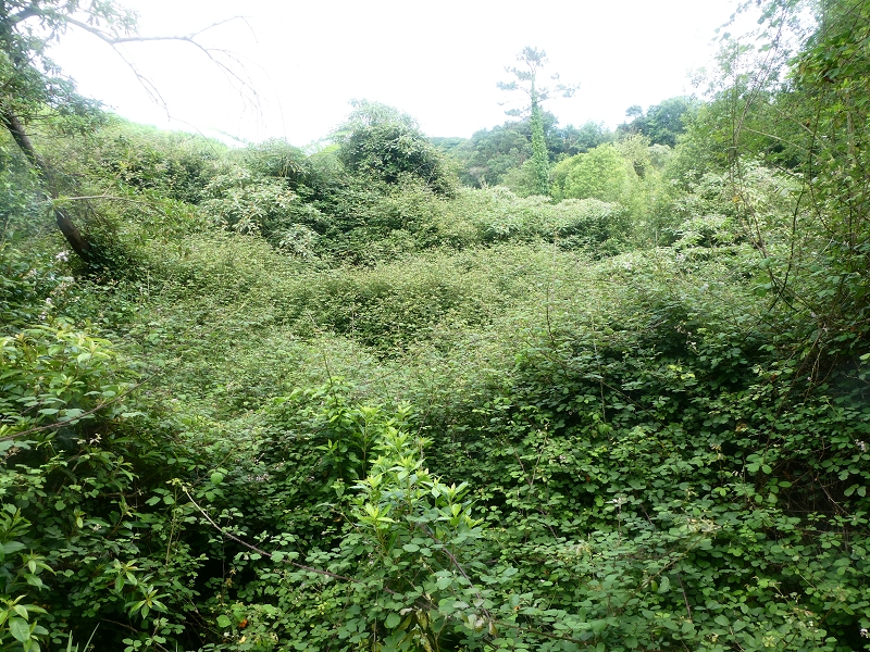 02.07.2018 Rocha do Navio und Levada do Cantinho, Miradouro de Santo Antonio — Levada do Cantinho: Der dritte Bacheinschnitt — Foto 5