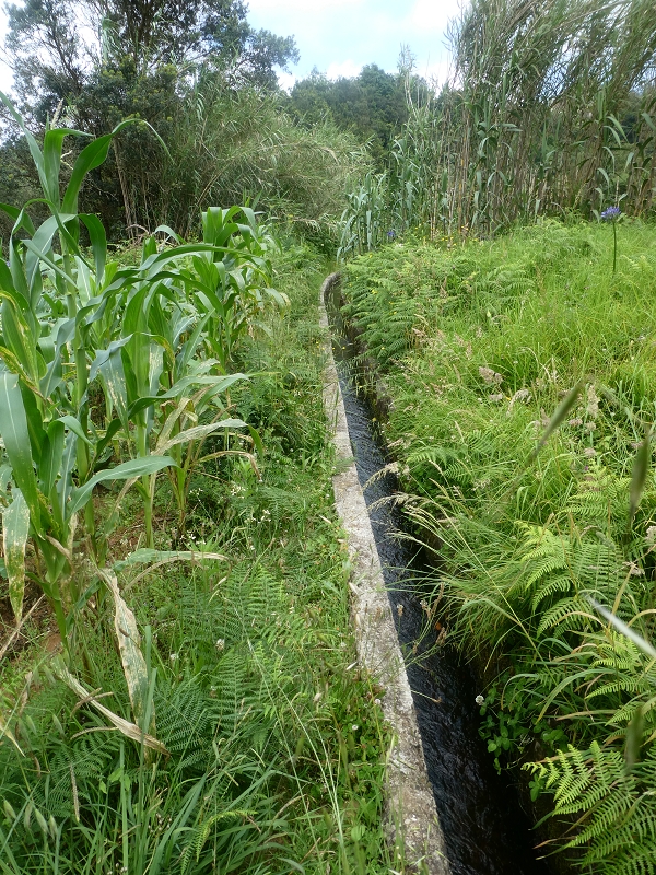 Levada do Cantinho — Zusammenfluss der beiden Äste und weiter im Tal der Ribeira dos Pregos — Foto 3