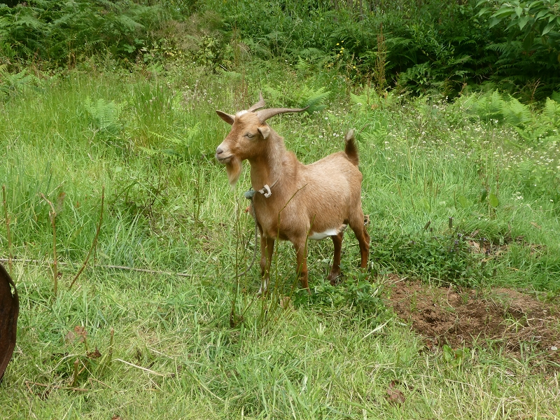 02.07.2018 Rocha do Navio und Levada do Cantinho, Miradouro de Santo Antonio — Levada do Cantinho: Weiter Richtung Rohrbrücke und Madre — Foto 4