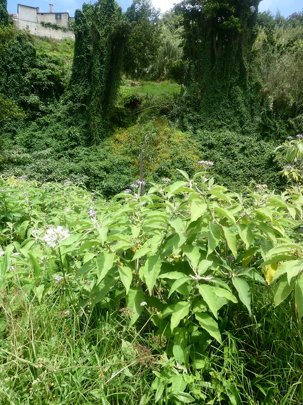 Levada do Cantinho — Zusammenfluss der beiden Äste und weiter im Tal der Ribeira dos Pregos — Foto 2