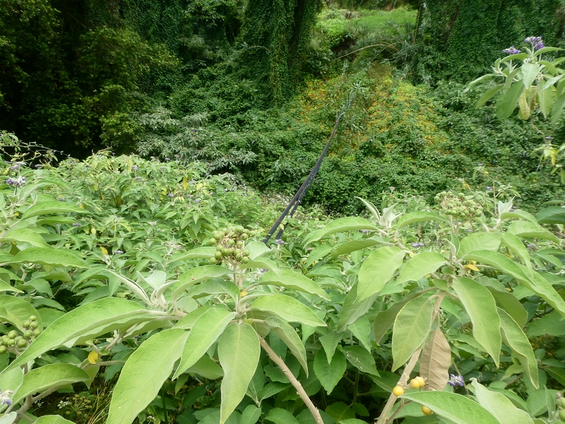 Levada do Cantinho — Zusammenfluss der beiden Äste und weiter im Tal der Ribeira dos Pregos — Foto 1