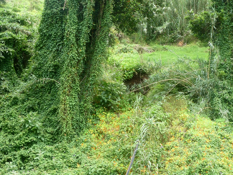 02.07.2018 Rocha do Navio und Levada do Cantinho, Miradouro de Santo Antonio — Levada do Cantinho: Weiter Richtung Rohrbrücke und Madre — Foto 10