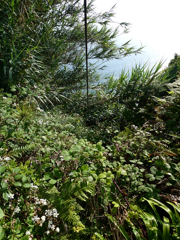 02.07.2018 Rocha do Navio und Levada do Cantinho, Miradouro de Santo Antonio — Von der Estrada das Covas zum Fio Velho — Foto 6