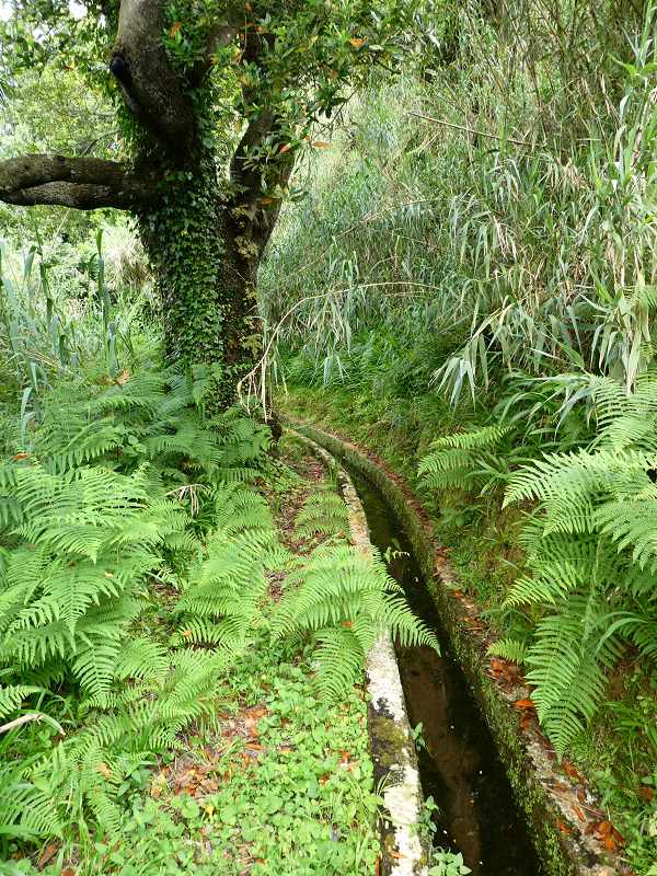 Levada do Cantinho — Passage der Ribeira das Covas — Foto 5