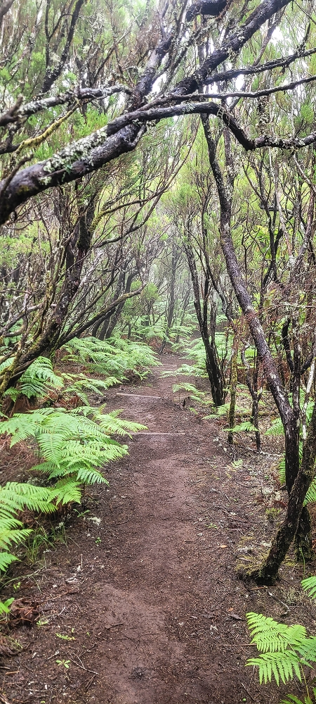 02.07.2022 Rabacal im Regen und im Nebel — Abstieg auf dem Caminho do Pau Seco — Foto 3