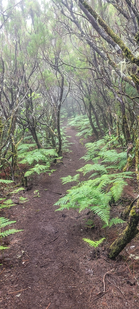 02.07.2022 Rabacal im Regen und im Nebel — Abstieg auf dem Caminho do Pau Seco — Foto 4