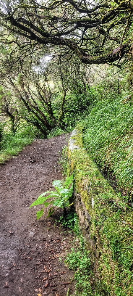 02.07.2022 Rabacal im Regen und im Nebel — 25 Quellen und Levada Vinte e Cinco Fontes — Foto 3