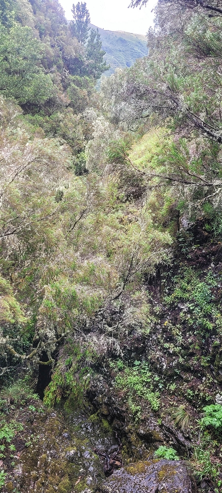 02.07.2022 Rabacal im Regen und im Nebel — Aufstieg auf der Palha Carga — Foto 1