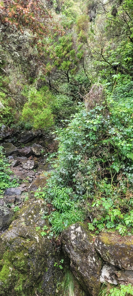 02.07.2022 Rabacal im Regen und im Nebel — Aufstieg auf der Palha Carga — Foto 2