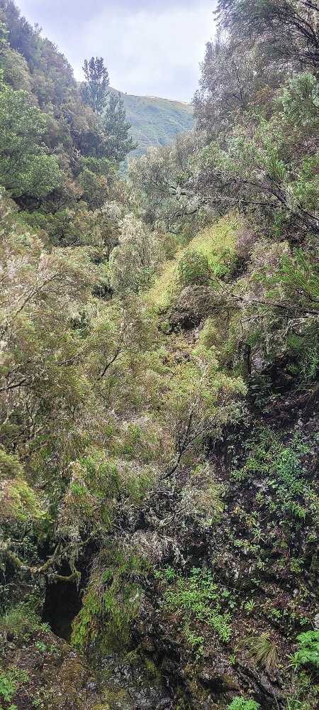 02.07.2022 Rabacal im Regen und im Nebel — Aufstieg auf der Palha Carga — Foto 3