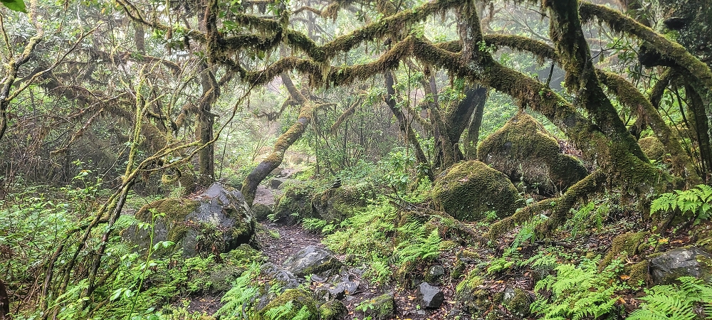 02.07.2022 Rabacal im Regen und im Nebel — Auf dem PR13 — Foto 3