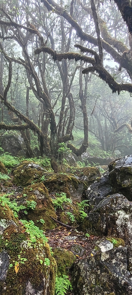 02.07.2022 Rabacal im Regen und im Nebel — Auf dem PR13 — Foto 4