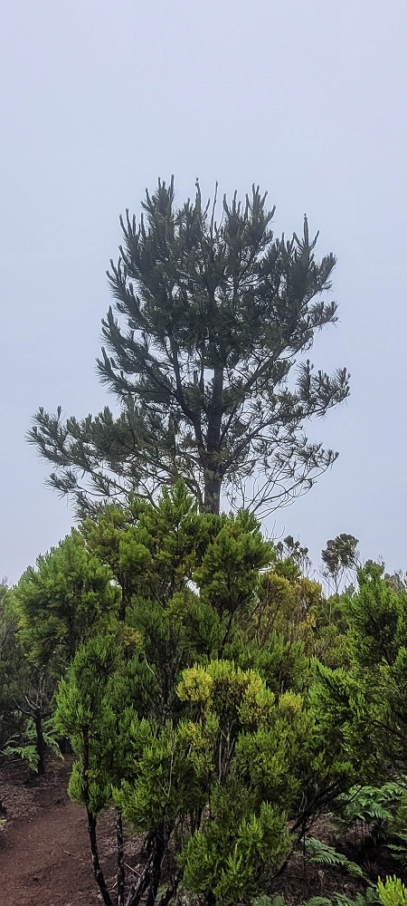 02.07.2022 Rabacal im Regen und im Nebel — Zum Pico do Rabacal — Foto 3