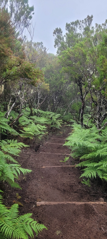 02.07.2022 Rabacal im Regen und im Nebel — Abstieg auf dem Caminho do Pau Seco — Foto 2