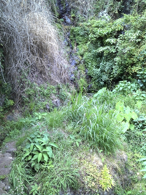 2 August 2014 5 Levadas around Maroços — Starting point 2, back to the Levada do Marocos 2 and along it to the end — photo 9
