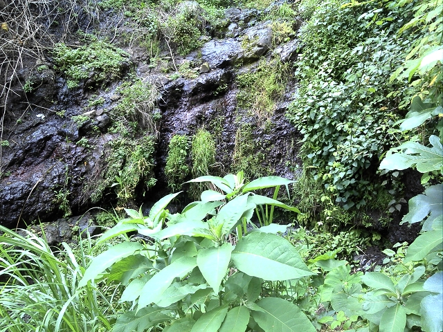 2 August 2014 5 Levadas around Maroços — Starting point 2, back to the Levada do Marocos 2 and along it to the end — photo 10