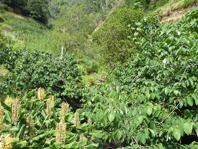2 August 2014 5 Levadas around Maroços — Starting point 2, back to the Levada do Marocos 2 and along it to the end — photo 16