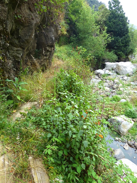 2 August 2014 5 Levadas around Maroços — Levada do Marocos 2 as far as the stream bed and back — photo 14