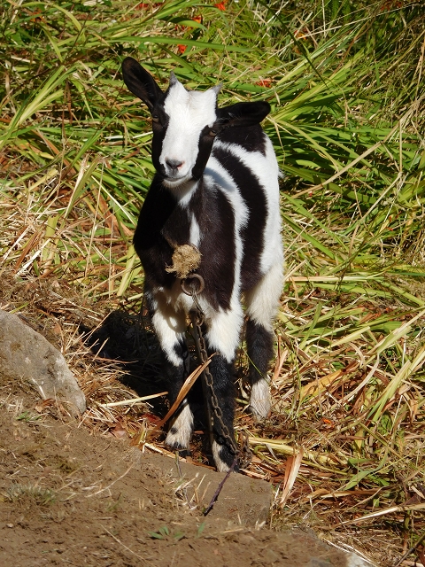 02.08.2015 Levada dos Tornos und das Fajas — Aufstieg auf dem PR-2 — Foto 1
