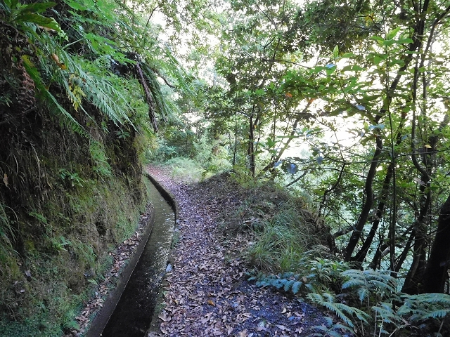 02.08.2015 Levada dos Tornos und das Fajas — Zur Madre der Levada dos Tornos und zurück zum PR-2 — Foto 4