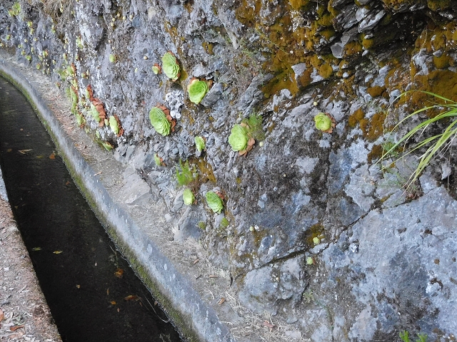 02.08.2015 Levada dos Tornos und das Fajas — Weiter zum Levadahaus — Foto 21