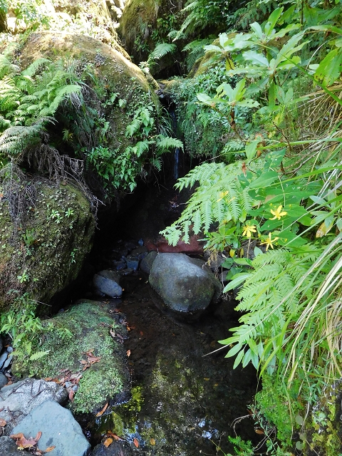 02.08.2015 Levada dos Tornos und das Fajas — Weiter zum Levadahaus — Foto 33