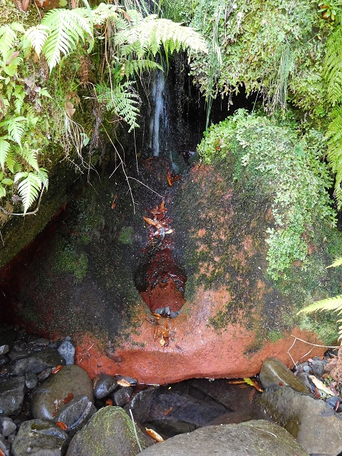 02.08.2015 Levada dos Tornos und das Fajas — Weiter zum Levadahaus — Foto 34