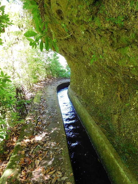 02.08.2015 Levada dos Tornos und das Fajas — Weiter zum Levadahaus — Foto 36