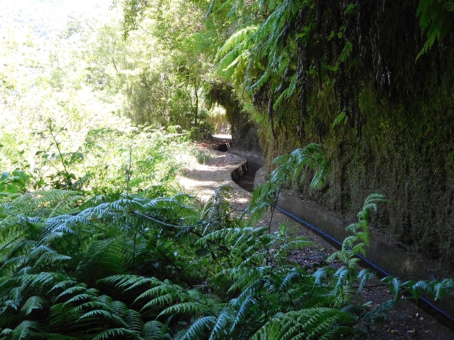 02.08.2015 Levada dos Tornos und das Fajas — Weiter zum Levadahaus — Foto 37