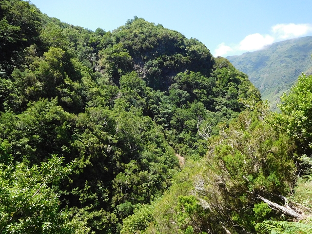 02.08.2015 Levada dos Tornos und das Fajas — Weiter zum Levadahaus — Foto 38