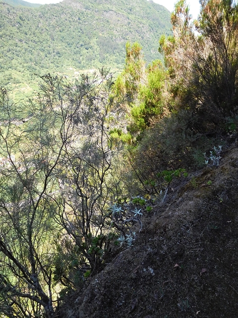 02.08.2015 Levada dos Tornos und das Fajas — Weiter zum Levadahaus — Foto 45
