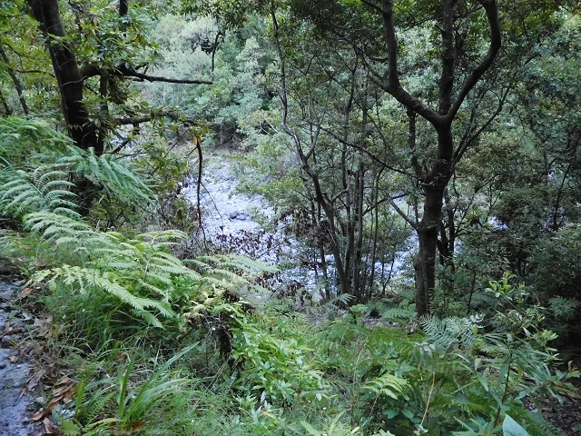 02.08.2015 Levada dos Tornos und das Fajas — Zur Madre der Levada dos Tornos und zurück zum PR-2 — Foto 8