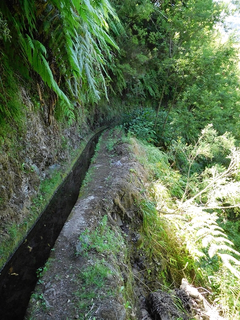02.08.2015 Levada dos Tornos und das Fajas — Auf der Levada das Faias zur Schlüsselstelle — Foto 4