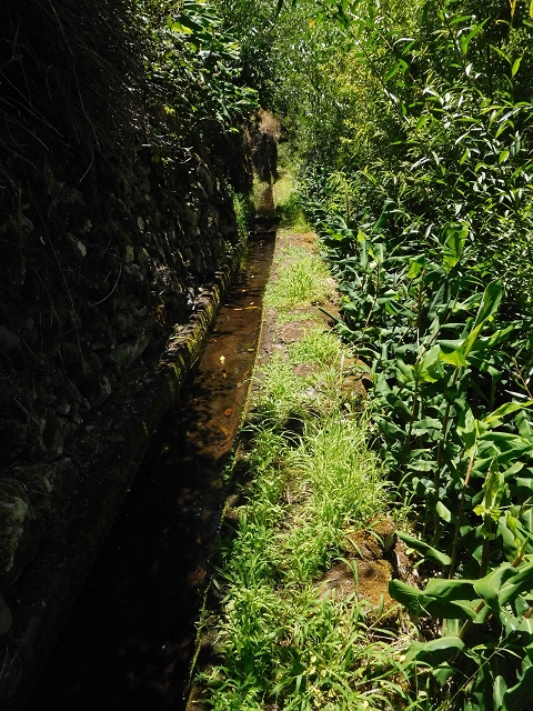 02.08.2015 Levada dos Tornos und das Fajas — Auf der Levada das Faias zur Schlüsselstelle — Foto 6