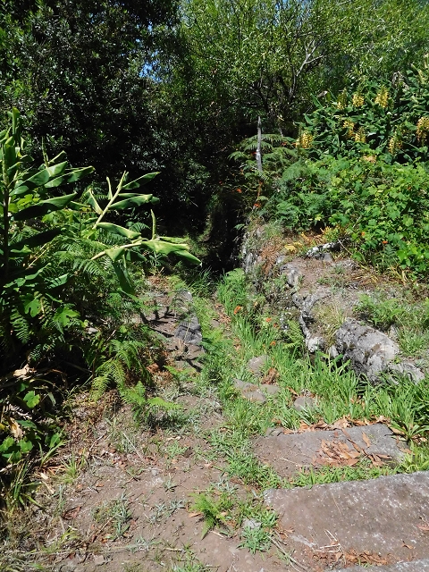 02.08.2015 Levada dos Tornos und das Fajas — Auf der Levada das Faias zur Schlüsselstelle — Foto 11